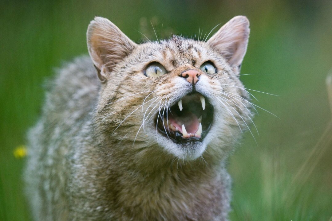 Wildkatzen in Sachsen heimisch - Eine Wildkatze zeigt ihre Zähne.