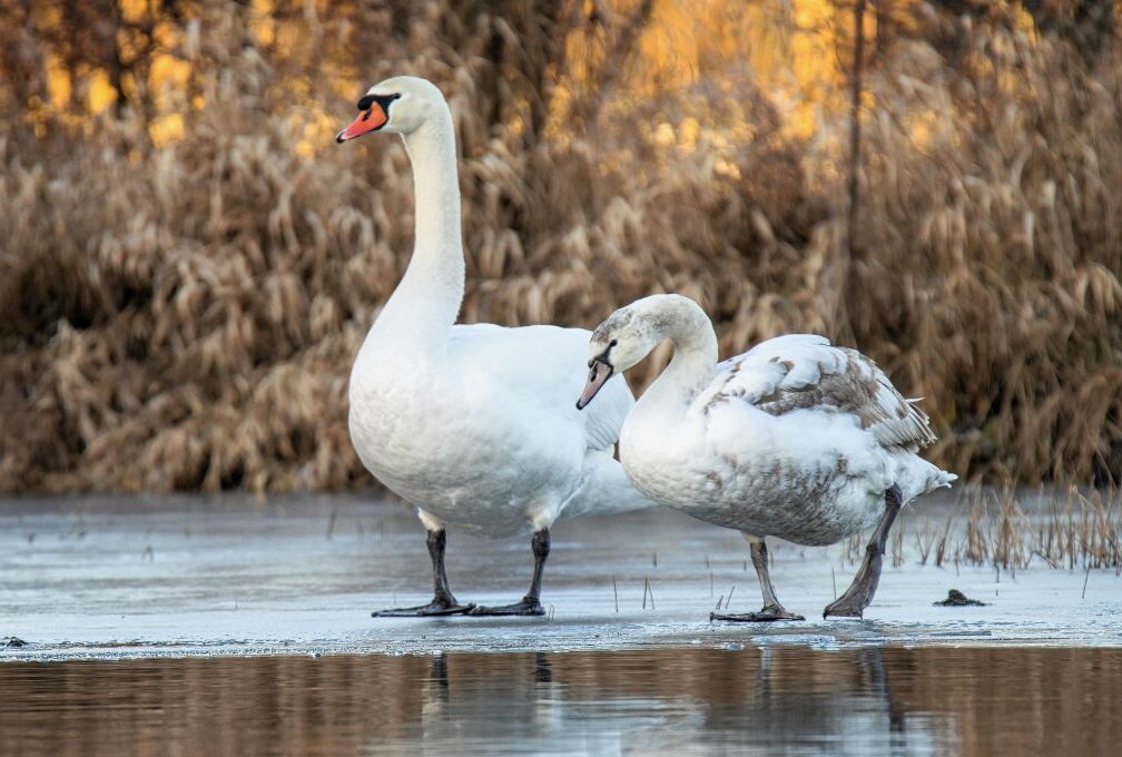 Winter-Comeback: Frieren jetzt die Wasservögel fest? - Dass Vögel im Eis einfrieren, gibt es so gut wie nie. Foto: A.Büchner