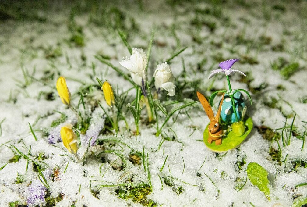 Wintereinbruch im Erzgebirge zum Osterfest - Auch Frühlingsblumen erhielten einen Kälteschock.Foto: André März/ERZ-News