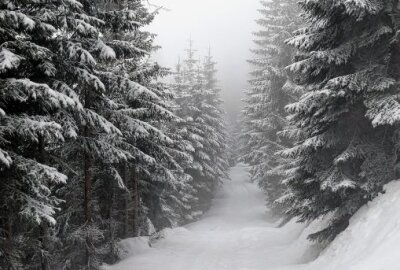 Wintersport trotz Corona: So geht es in der Region - Eine Winterwandung durch einen verschneiten Wald ist auch eine Überlegung wert. Foto: Unsplash