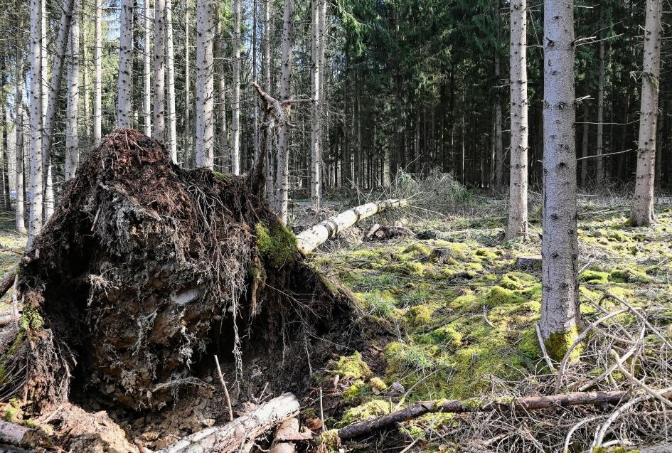 Winterstürme hinterlassen Spuren - Durch die Stürme der letzten Tage sind in den erzgebirgischen Wäldern einige Bäume umgestürzt. Foto: Ralf Wendland