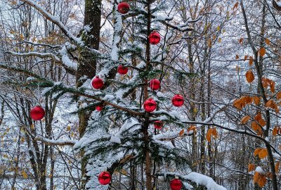 Winterwunderland: Christbaumlehrpfad lädt zur Wanderung durch Mittelsachsen - Geschmückte Weihnachtsbäume laden zur Winterwunderwanderung ein. Foto: Maik Bohn