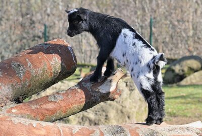 Wo das BLICK.de-Capy wohnt: Buntes Familienosterfest im Tierpark Hirschfeld - Im Tierpark Hirschfeld gibt es aktuell bei vielen Tieren Nachwuchs auch bei den Ziegen. Foto: Ramona Schwabe
