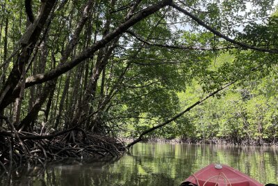 Wo Thailands Inseln noch einsam sind - Zur Krokodilhöhle auf Tarutao: Auf Kajaktour durch die Mangrovenwälder.