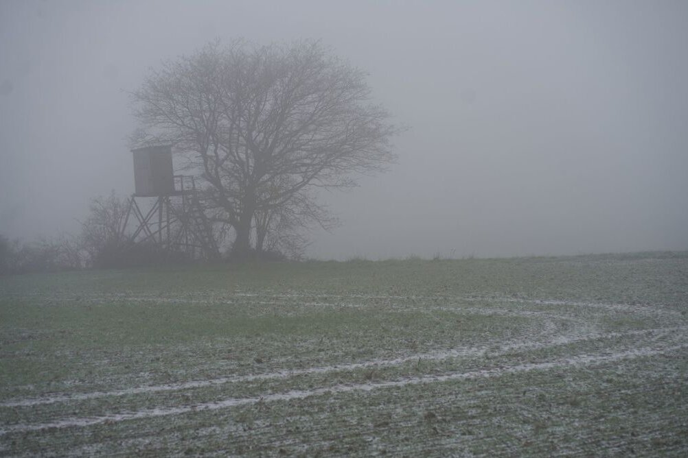Ein Baum steht im Nebel auf einem Feld.