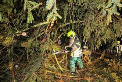 "Ylenia" wütet in Oberlungwitz: Feuerwehr beräumt umgestürzte Bäume - Mit der Motorsäge wurde der Baum zerlegt. Foto: Andreas Kretschel
