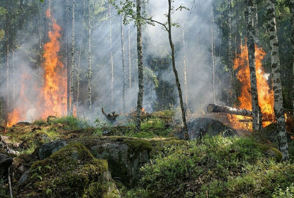 Zahlreiche Waldbrände im Landkreis Görlitz - Am Sonntag ereigneten sich zahlreiche Brände im Landkreis Görlitz. Foto: pixabay