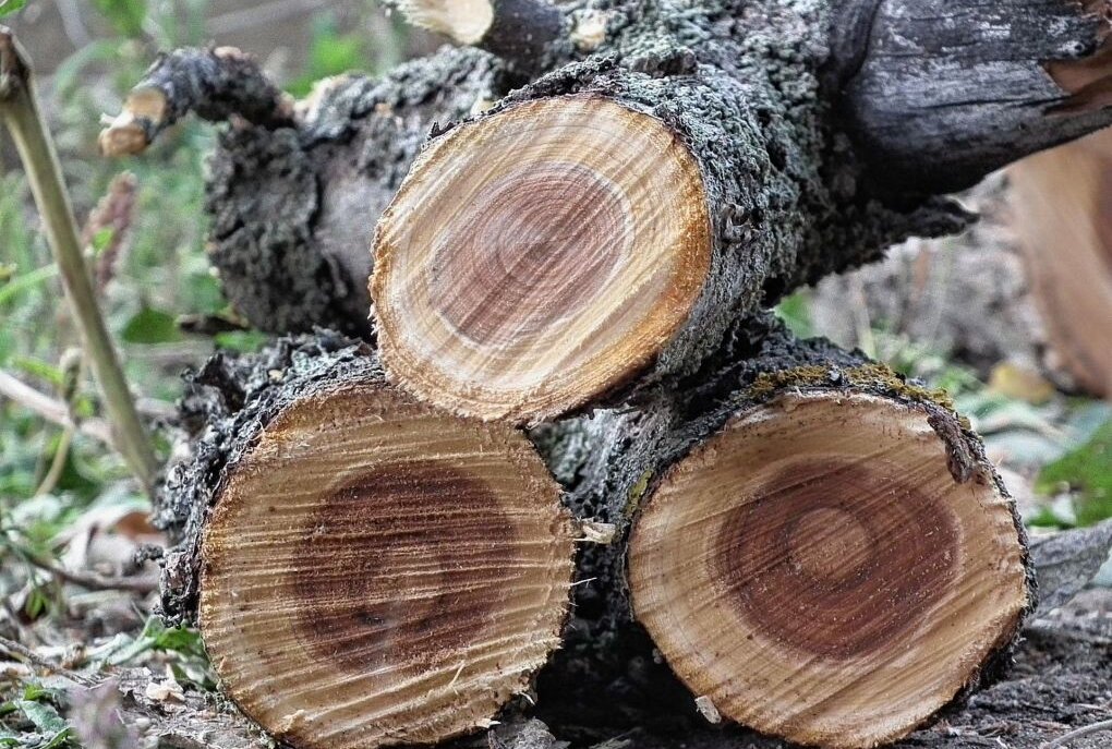 Zeugen gesucht: Bäume beschädigt und umgesägt - Symbolfoto: pixabay