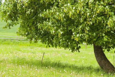 Zeugen gesucht! Unbekannte beschädigen Ahornbäume in Werdau - Unbekannte haben vier Ahornbäume in Werdau beschädigt. Symbolbild: Undine Paech/Pixabay