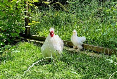 Zoo der Minis: Diese zwei Hühnerrassen sind Nachbarn - Im Auer Zoo der Minis leben Zwergseidenhühner als kleine Vertreter der Hühnerrassen. Foto: Ralf Wendland