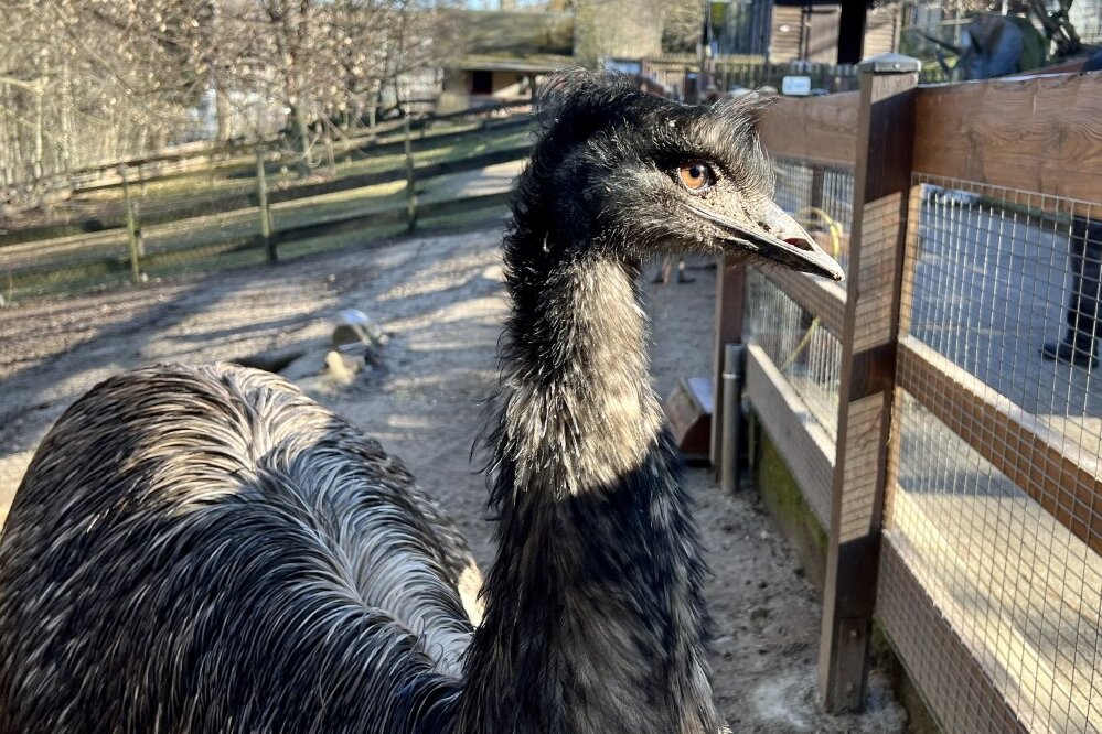 Zoo der Minis: Emu-Henne hat Eier gelegt - Zu den Bewohnern im Auer Zoo der Minis gehört auch ein Emu-Pärchen. 