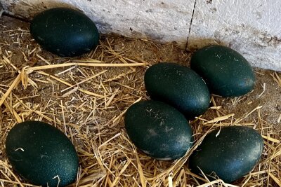 Zoo der Minis: Emu-Henne hat Eier gelegt - Die Emu-Henne im Auer Zoo der Minis hat Eier gelegt. 
