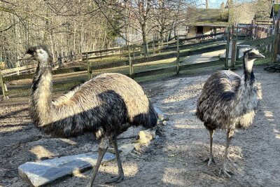 Zoo der Minis: Emu-Henne hat Eier gelegt - Zu den Bewohnern im Auer Zoo der Minis gehört auch ein Emu-Pärchen. 