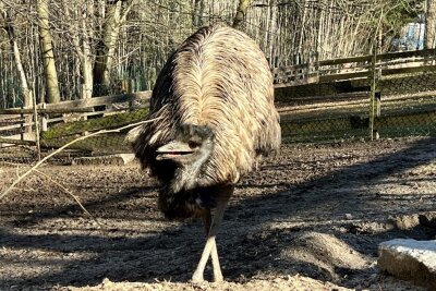 Zoo der Minis: Emu-Henne hat Eier gelegt - Die Emu-Henne im Auer Zoo der Minis hat Eier gelegt. 