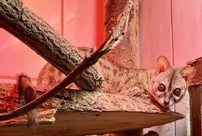 Zoo der Minis: Haussa-Ginsterkatze ist eine Seltenheit - Im Auer Zoo der Minis wird ein Zwergginsterkatzen-Pärchen gehalten.Foto: Ralf Wendland