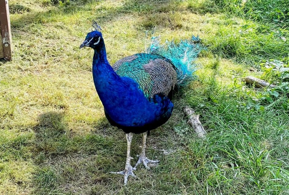Zoo der Minis: Nachwuchs beim blauen Pfau - Das männliche Tier beim blauen Pfau ist auffällig gefärbt. Foto: Ralf Wendland