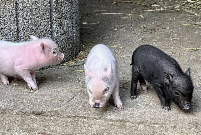 Zoo der Minis: Rosalie und Rudi sind Eltern geworden - Im Auer Zoo der Minis gibt es Nachwuchs bei den Minischweinen. Foto: Ralf Wendland