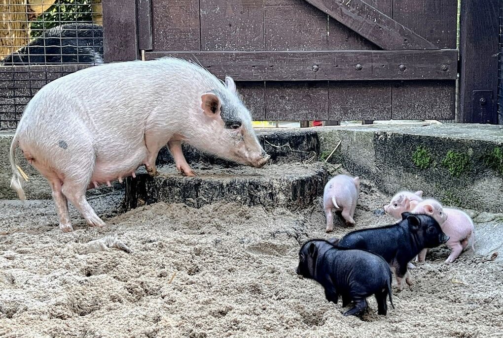 Im Auer Zoo der Minis gibt es Nachwuchs bei den Minischweinen. Foto: Ralf Wendland