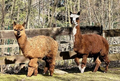 Zoo der Minis: Wildform des Alpakas gilt als kleinste Kamelart - Im Auer Zoo der Minis sind auch Alpakas zuhause. Foto: Ralf Wendland