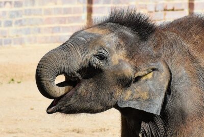 Zoo Leipzig: Trauer um den kleinen Elefanten "Kiran" - Elefant "Kiran" Foto: Maik Bohn/Pixelmobil