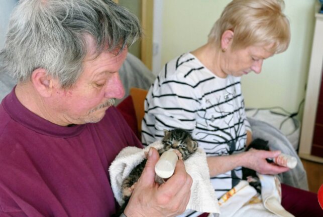Nach der Paarungszeit im Frühjahr werden oft Katzenbaby in der Tierschutzstation abgegeben, die gefüttert werden müssen. Foto: Andreas Bauer