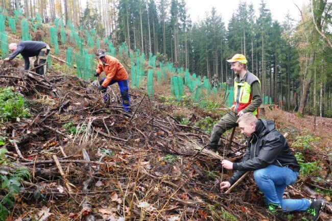 Zschopauer Waldgebiet für die Zukunft gerüstet - Unter anderem packte bei der Pflanzaktion auch Zschopaus Bauamtsleiter Thomas Hoyer (rechts) mit zu. Foto: Andreas Bauer 