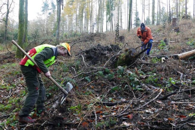 Zschopauer Waldgebiet für die Zukunft gerüstet - Mit Hacke und Schaufel wurden kleine Löcher für die Bäume gegraben. Foto: Andreas Bauer