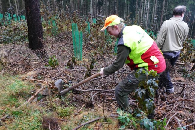 Zschopauer Waldgebiet für die Zukunft gerüstet - Oberförster Thomas Ropte koordinierte die Pflanzaktion. Foto: Andreas Bauer
