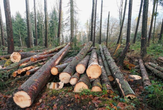 Zschopauer Waldgebiet für die Zukunft gerüstet - Gefällte Bäume zeugen immer noch von dem Schaden, den der Wald durch den Borkenkäfer genommen hat. Foto: Andreas Bauer