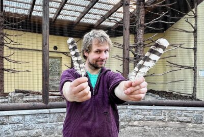 Zu den Bewohnern im Auer Zoo der Minis gehören auch Fleckenuhus - Zootierpfleger Peter Hömke zeigt zwei Federn des Fleckenuhus. Foto: Ralf Wendland