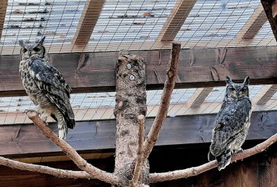 Zu den Bewohnern im Auer Zoo der Minis gehören auch Fleckenuhus - Im Auer Zoo der Minis sind auch zwei Fleckenuhus zuhause.Foto: Ralf Wendland