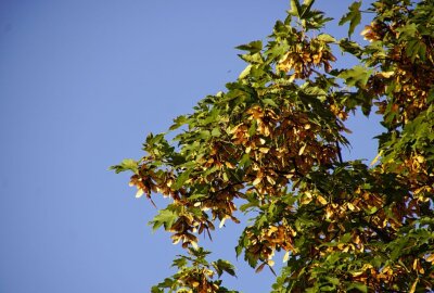 "Zukunftsbäume" für das Zwickauer Stadtbild - Die goldgelbe Herbstfärbung des Feldahorn hält bis in den November an. Foto: Heinrich Linse/pixelio.de