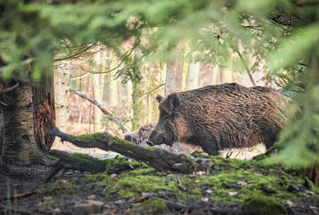 Ein Wildschwein im Wald. Foto: Pixabay