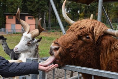 Aus Limbach-Oberfrohna gehört der Tierparkförderverein zu den Nominieren des Engagementpreises. Fotos: Steffi Hofmann