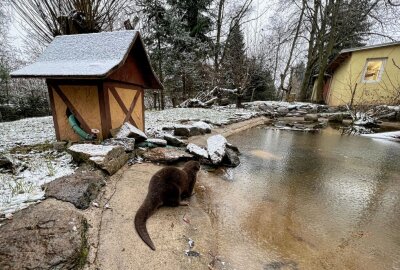 Zwergotter gehören zu den Bewohnern im Auer Zoo der Minis - Im Auer Zoo der Minis leben mit Ferret und Bruce zwei Zwergotter. Foto: Ralf Wendland