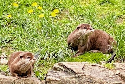 Zwergotter lassen sich auch vom Regen nicht beeindrucken - Im Auer Zoo der Minis sind zwei Vertreter der Zwergotter zuhause. Foto: Ralf Wendland