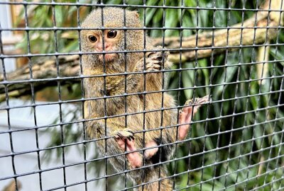 Zwergseidenaffe ist der kleinste Affe der Welt - Zu den Bewohnern im Auer Zoo der Minis gehört auch der Zwergseidenaffe als kleinster Affe der Welt. Foto: Ralf Wendland
