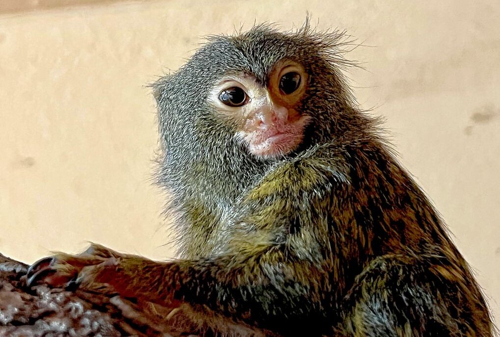 Zwergseidenaffen sind die kleinsten Affen der Welt - Im Auer Zoo der Minis leben auch Zwergseidenaffen, die kleinsten Affen der Welt. Foto: Ralf Wendland