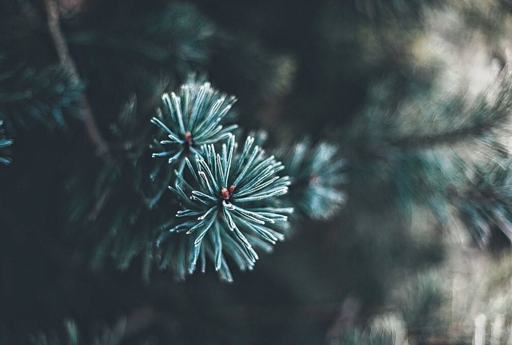 Zwickauer Weihnachtsbaum kommt am Dienstag - Symbolbild. Foto: Pixabay
