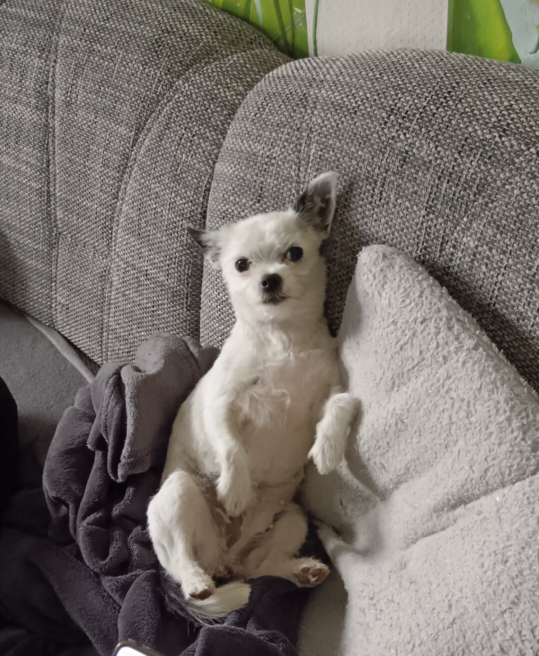 Ich bin Luna, ein Chihuahua-Yorkshire Mischling. Nach einer gro&szlig;en Gassirunde liebe ich es, gem&uuml;tlich auf dem Sofa zu chillen. Dabei werde ich auch gern geknuddelt